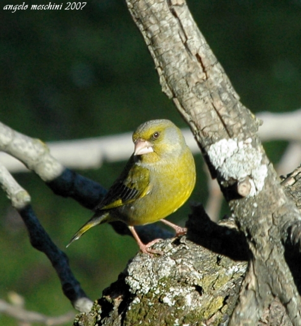 Verdone. Carduelis chloris